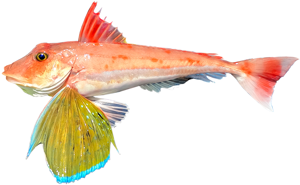 Gurnard illustration