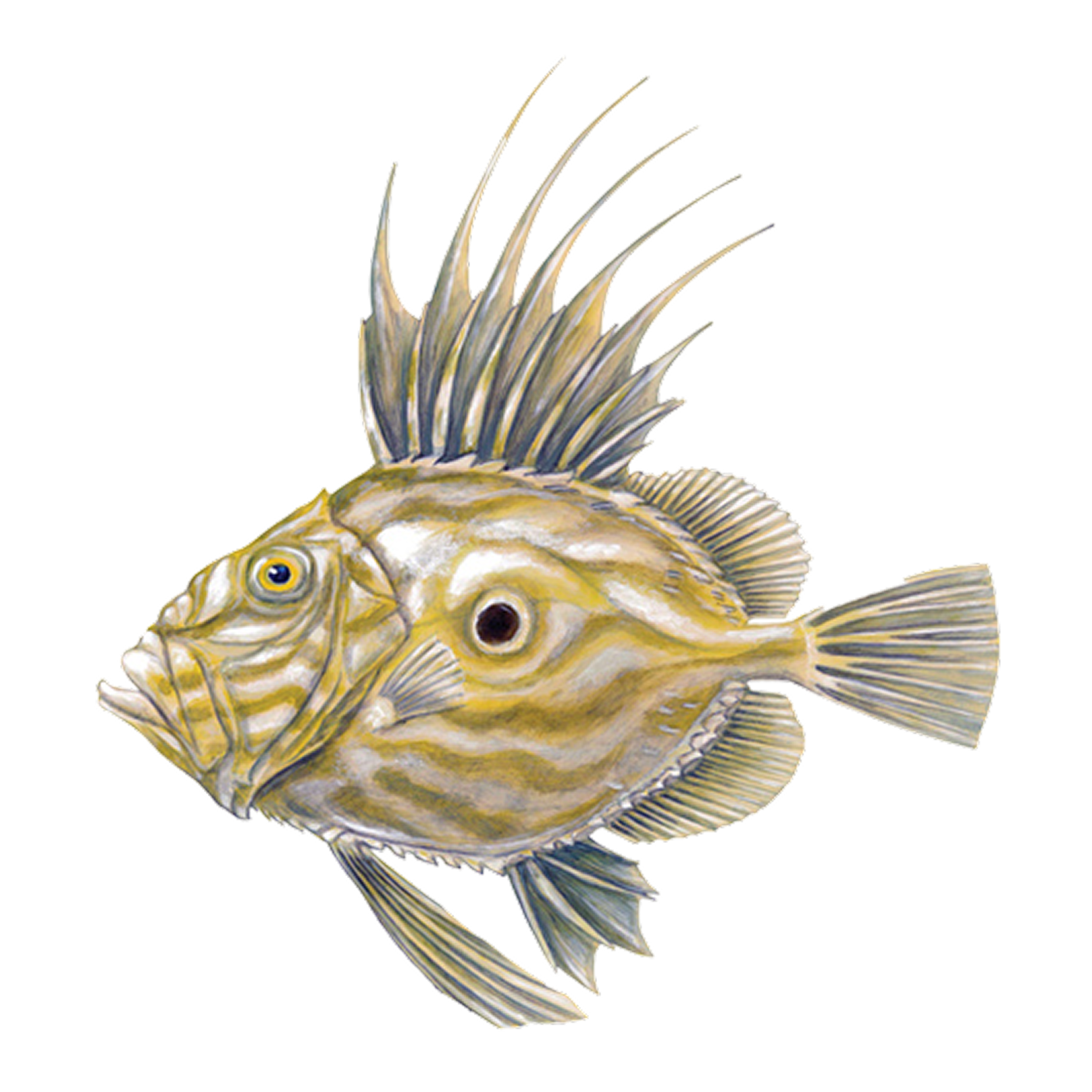 John Dory illustration
