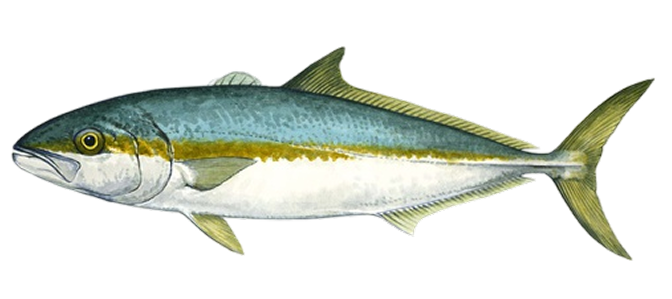 Kingfish illustration