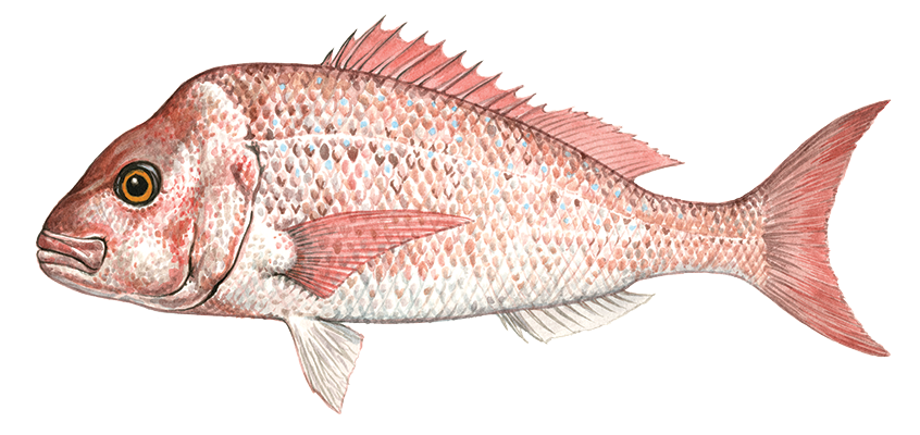 Snapper illustration